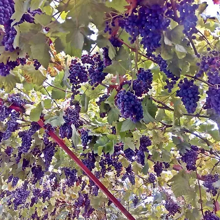 Apartament Radic - Affordable By The Trogir