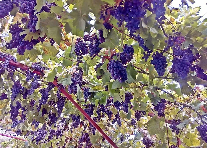 Appartement Radic - Affordable By The Trogir